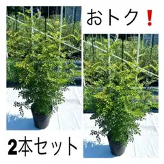 シマトネリコ 大株 株立ち 【品番3710】 - メルカリ