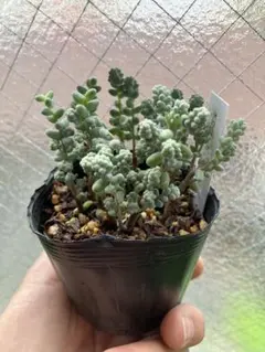 ⭐️ 그린 브레비폴리움 ⭐️ 화분 심기 ❣️④