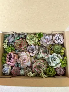 多肉植物カット苗詰め合わせ　エケベリア