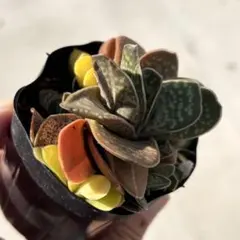 多肉植物 観葉植物 子宝錦 斑入り 抜き苗