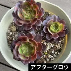 多肉植物 アエオニウム 韶華錦 抜き苗 ◎メルカリ便◎ - メルカリ