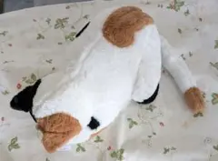 미안 잠자는 삼모 고양이