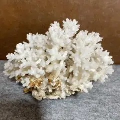 天然白珊瑚　ホワイトサンゴ 置物 2