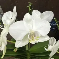 j151 胡蝶蘭　キングアマビ　苗のサムネイル