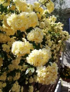 Masu様専用　モッコウバラ（トゲ無し）の苗木 2株