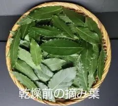 新鮮な月桂樹の葉 ローリエ 摘みたて　150枚