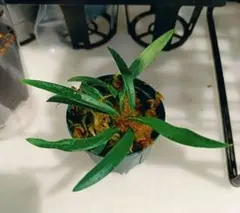 希少　ホマロメナ　ピンクダイヤモンド　大型美株　鉢ごとメルカリ便 希少 ホマロメナ ピンクダイヤモンド 大型美株 鉢ごとメルカリ便