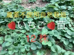 福岡S6号　イチゴ苗　5苗セットポットごと発送 福岡S6号 イチゴ苗 3苗セットポットごと発送 - メルカリ