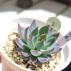 ㊸大きめ苗! 青鬼❣️ちょこん❣️ブルーバニラ❣️紅手鞠❣️発根済 メルカリ便込 ㊸大きめ苗! 青鬼❣️ちょこん❣️ブルーバニラ❣️紅手鞠❣️発