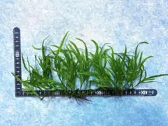 かりまき様 リクエスト 2点 まとめ商品