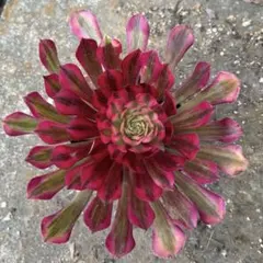 がー***様専用出品‼️アエオニウム　ルナの女神　特大苗　抜き苗