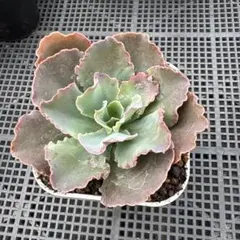 2026年最新】プリンセスパール 多肉植物の人気アイテム - メルカリ