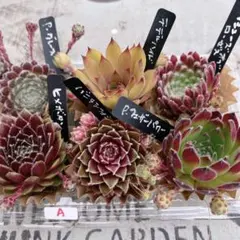 子沢山‼️厳選親株6苗♡センペルビウムA ☆発送16日(月)