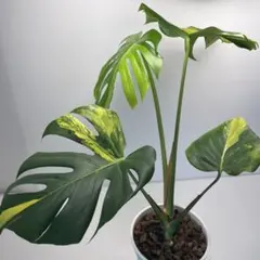 モンステラ デリシオーサ 'Triple Yellow' 新種 黄金葉43 - メルカリ