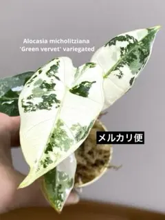 2026年最新】レア種アロカシアの人気アイテム - メルカリ