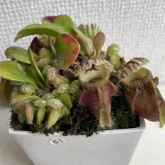 2026年最新】セファロタスの人気アイテム - メルカリ