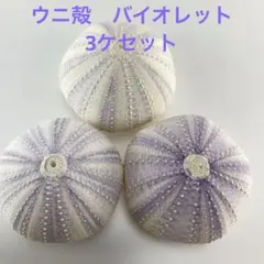 NO.68-186 アーチン(ウニ殻) バイオレット　3ケセット