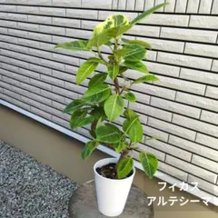 最終価格！ フィカス ドリーミーアサヒ アサヒ レア 希少 ゴムの木