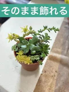 そのまま飾れる　多肉植物　6