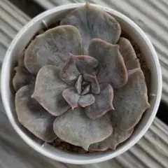 Yorkey様 リクエスト 3点 まとめ商品