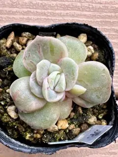 2025年最新】ラブリーローズ錦 赤斑の人気アイテム - メルカリ