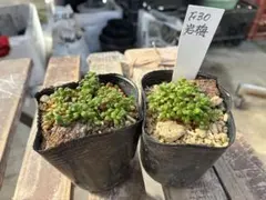 1ポット222円 セダム サクサグラレモスグリーン 7.5cmポット - メルカリ