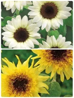 ひまわり2品種