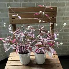 2025年最新】花苗の人気アイテム - メルカリ