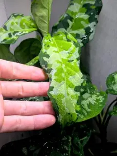 2026年最新】アグラオネマ トリカラーの人気アイテム - メルカリ