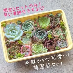 速達発送【しなもん様専用】2セットのみ♡✨New❢✨ 赤字大特価!!! 韓国苗