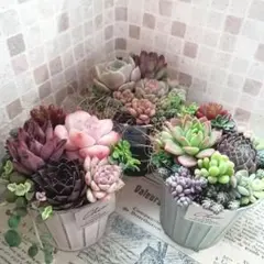 アンティーク風ブリキポット3色*そのまま飾れる多肉植物の寄せ植え