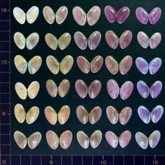 桜貝【合貝】30組(穴無し)②