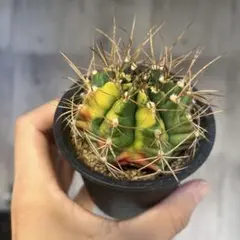 2025年最新】翠晃冠錦の人気アイテム - メルカリ