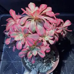 新品種　アエオニウム　レッドアイス(古株群生) 法師錦　観葉植物