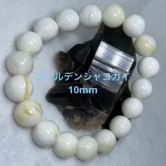 No.313 ゴールデンシャコガイ 10mm 内径15cm+のサムネイル