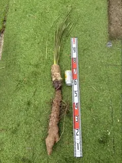 大特価奉仕品‼️Yucca Elata 地植え株 強 耐熱 耐寒 プロフ必読！㉕