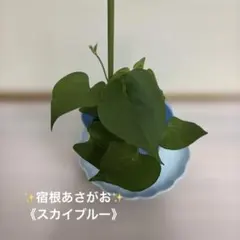 ✨モリモリ元気な夏の花‼️✨色変わり宿根朝顔《スカイブルー》✨抜き苗✨のサムネイル