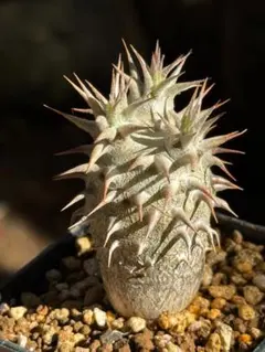 パキポディウム 恵比寿大黒 塊根植物 コーデックス 観葉植物