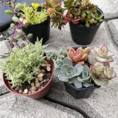 多肉植物 アエオニウム ちいさなカット苗セット ◎メルカリ便◎ - メルカリ