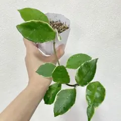 2025年最新】サクララン 苗の人気アイテム - メルカリ