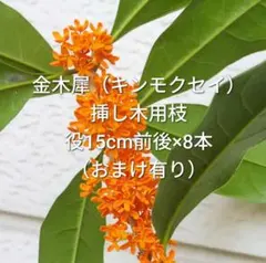 【今だけ増量中！】 金木犀 キンモクセイ 挿し木用枝 15cm前後×8本+おまけ