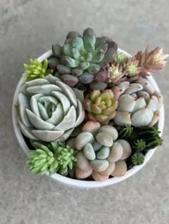 多肉植物寄せ植えカット苗5 - メルカリ