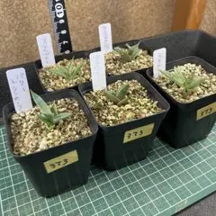 【2鉢セット】パリートランカータ 楽天市場】アガベ パリートルンカータ（観葉植物｜花・観葉植物