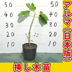 アルマ (日本版) [イチジク 苗木 挿し木苗] 02-25のサムネイル