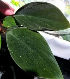 熱帯植物 ✨超ラメ✨Homalomena sp. Aceh sumatera - メルカリ
