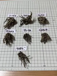 ラナンキュラスラックス　７種球根のサムネイル