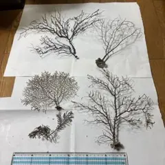 深海植物9-8