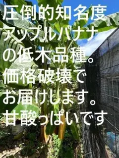 180㎝巨大★富裕層向けの蜜果。王道アップル＝アップルバナナ◆低木耐寒・バナナ苗 断捨離200cm巨大☆富裕層の蜜果＝王道アップル。バナナ苗◇耐寒