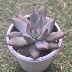 ホーリンゼ×コロラータアテマハック札付きポットごとメルカリ便ルイパパさん苗 ホーリンゼ×コロラータアテマハック札付きポットごとメルカリ便