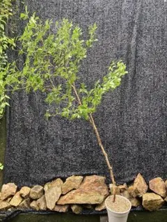 2025年最新】アセビ 苗木の人気アイテム - メルカリ